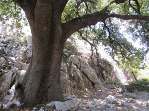 IMG_7011 (Medium)